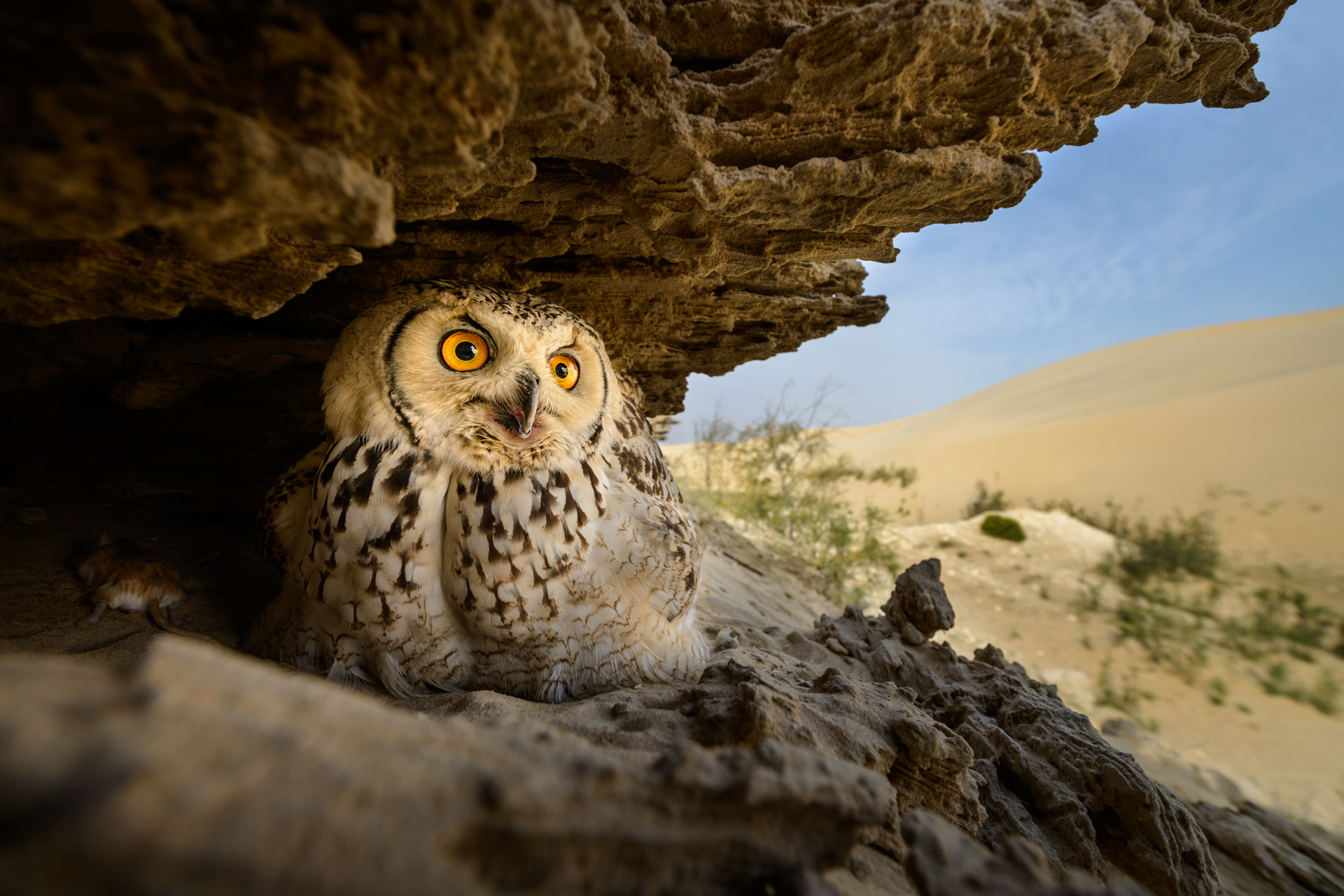 WEB3-FOR-USE-AS-PHOTO-OF-THE-DAY-ONLY-OWL-CLIFF-FULL-Husain-Hakim-Alfraid-All-Rights-Reserved