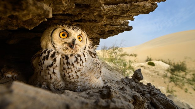 WEB3-FOR-USE-AS-PHOTO-OF-THE-DAY-ONLY-OWL-CLIFF-Husain-Hakim-Alfraid-All-Rights-Reserved