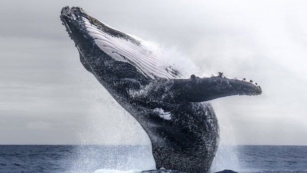 Humpback whale