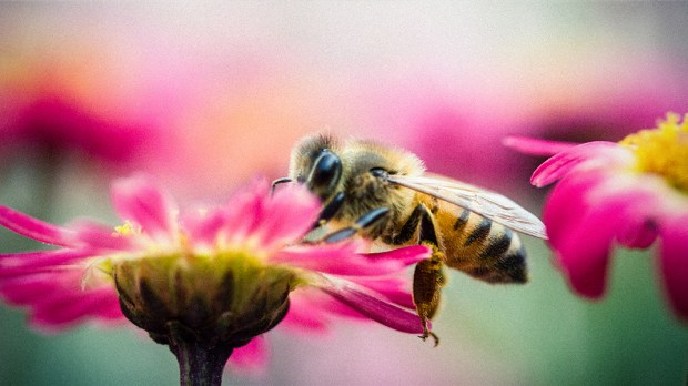 WEB3-HONEY-HONEYBEES-BEES-PINK-FLOWERS-POLLEN-POLLENATE-Yu-Chan-Chen-Flickr-CC