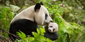 5 Beautiful documentaries to help your kids fall in love with nature