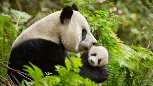 WEB3-PANDA-BABY-MOTHER-CHINA-BORN-DISNEY-FOREST-ASIA-Disney-Studios