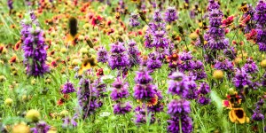 How one Iowa city planted 1,000 acres of wildflowers to bring back the bees