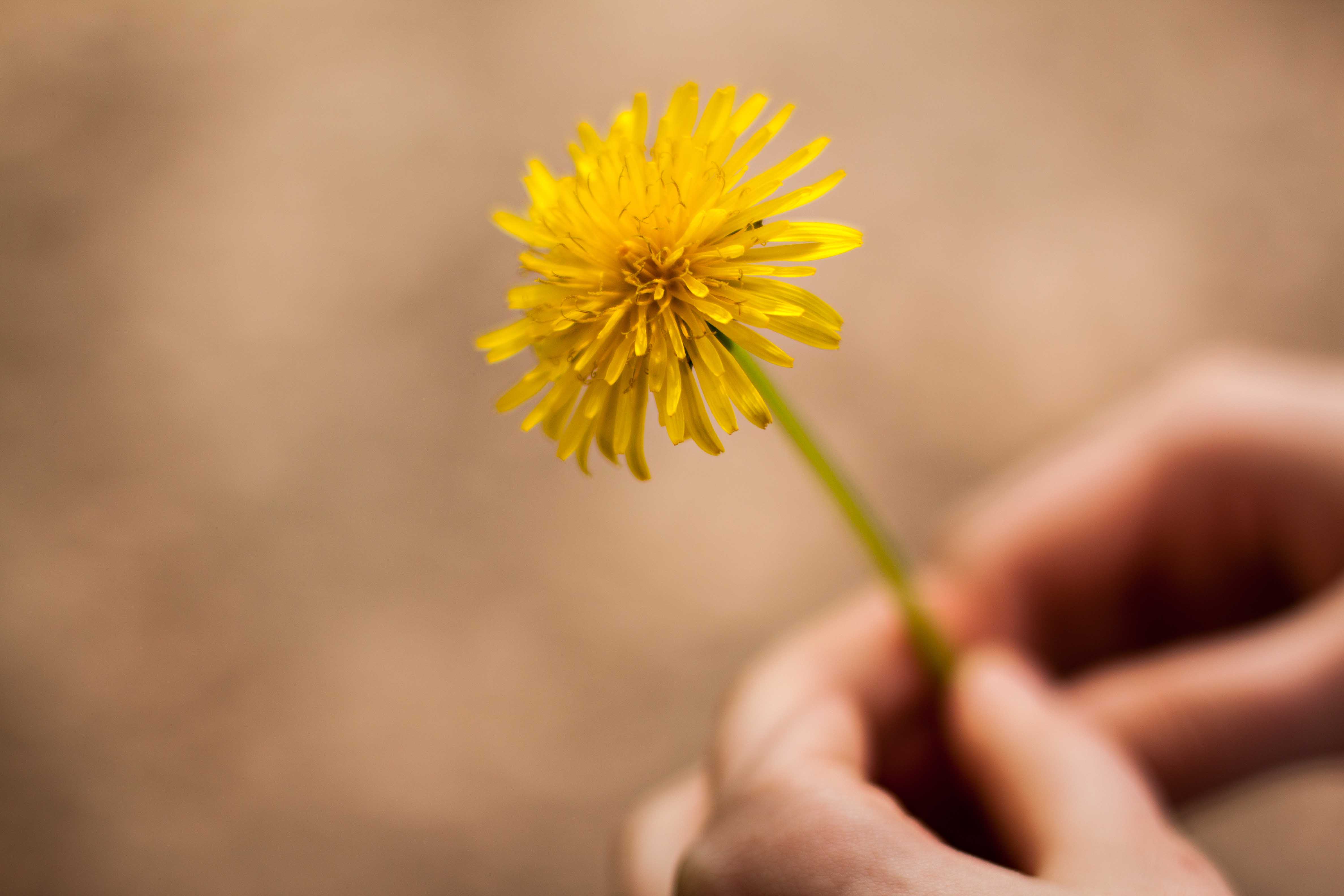 HAND HOLDING DANDELION