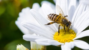 BEE,FLOWER