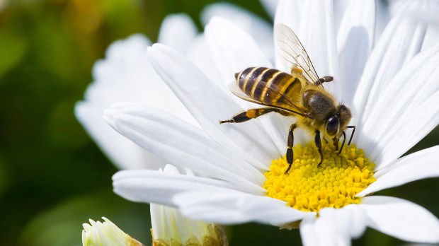 BEE,FLOWER