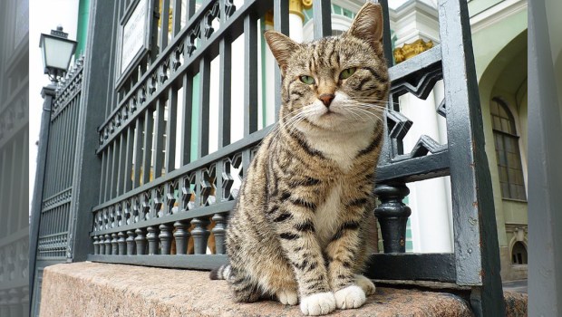HERMITAGE CAT