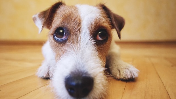 JACK RUSSELL TERRIER