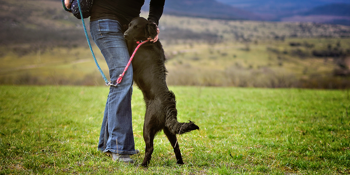 WALKING A DOG