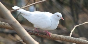 Why is the Holy Spirit represented by a dove?