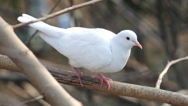 WHITE DOVE