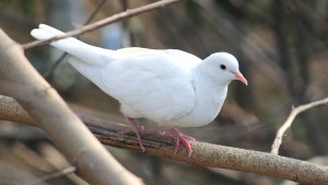 WHITE DOVE