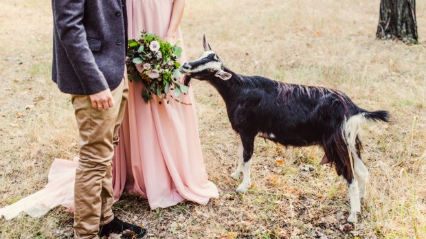 GOAT,BRIDE AND GROOM,FLOWERS