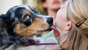 Dog Licking Owner