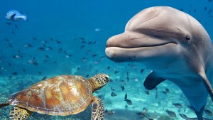 DOLPHIN AND TURTLE UNDERWATER