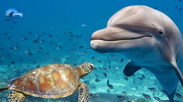 DOLPHIN AND TURTLE UNDERWATER