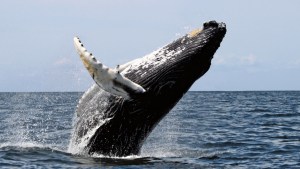 HUMPBACK WHALE