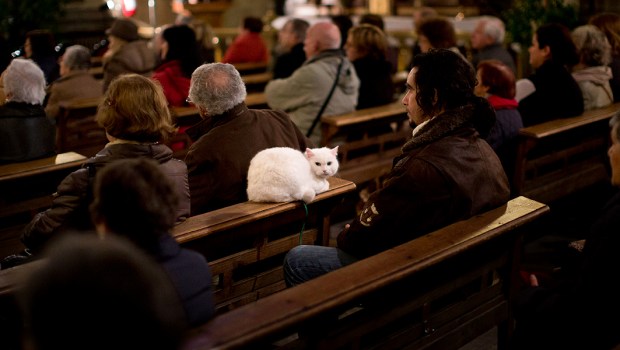 CATHOLIC CAT