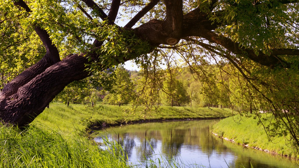 TREE BY RIVER