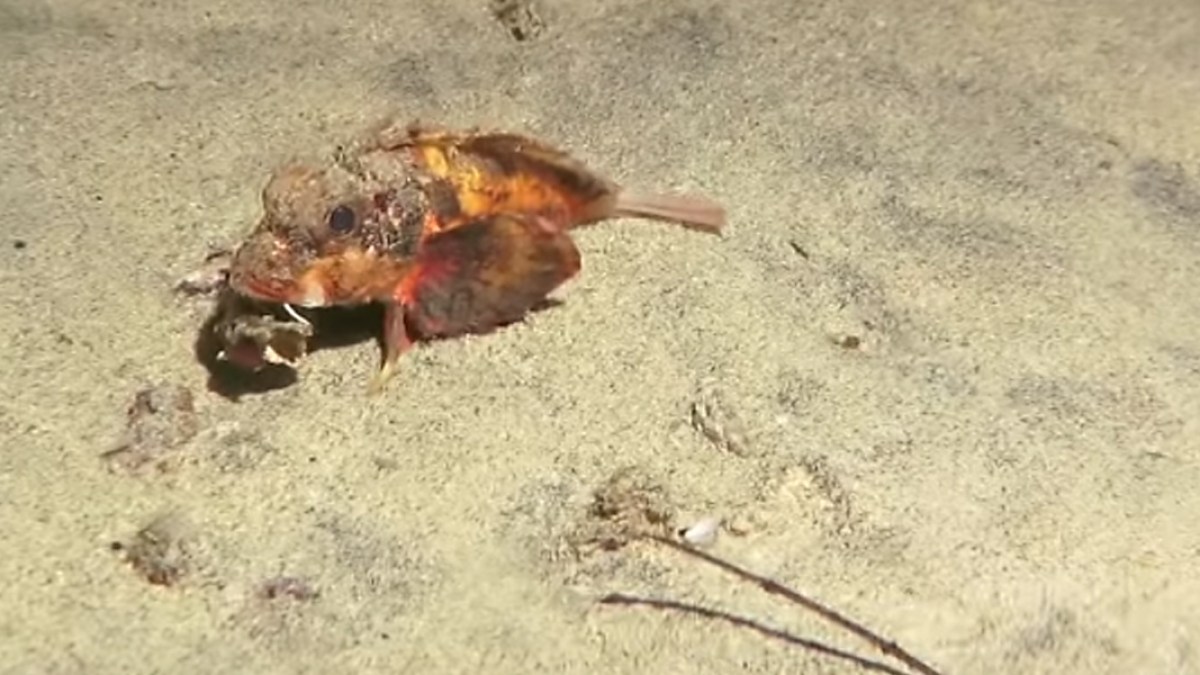 WALKING FISH