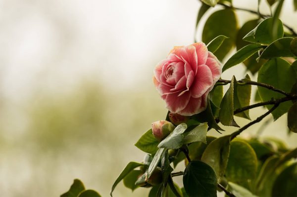 camellia_pixabay_public_domain
