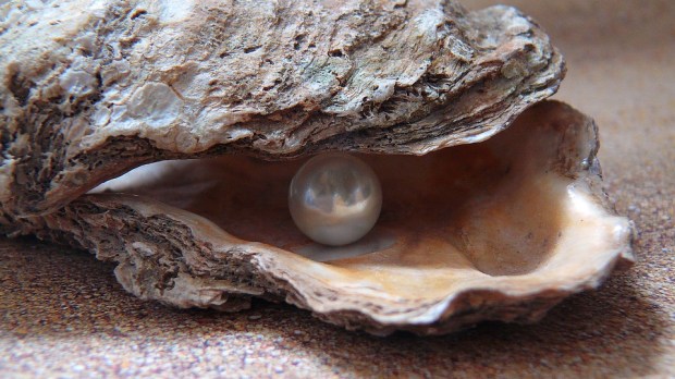 oyster-1327311_960_720
