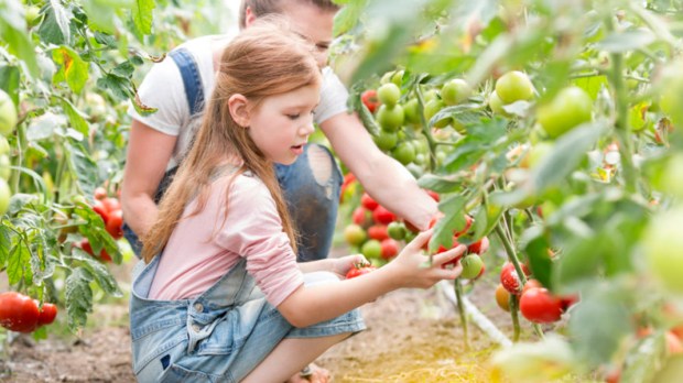 Child Harvesting Tomatoes