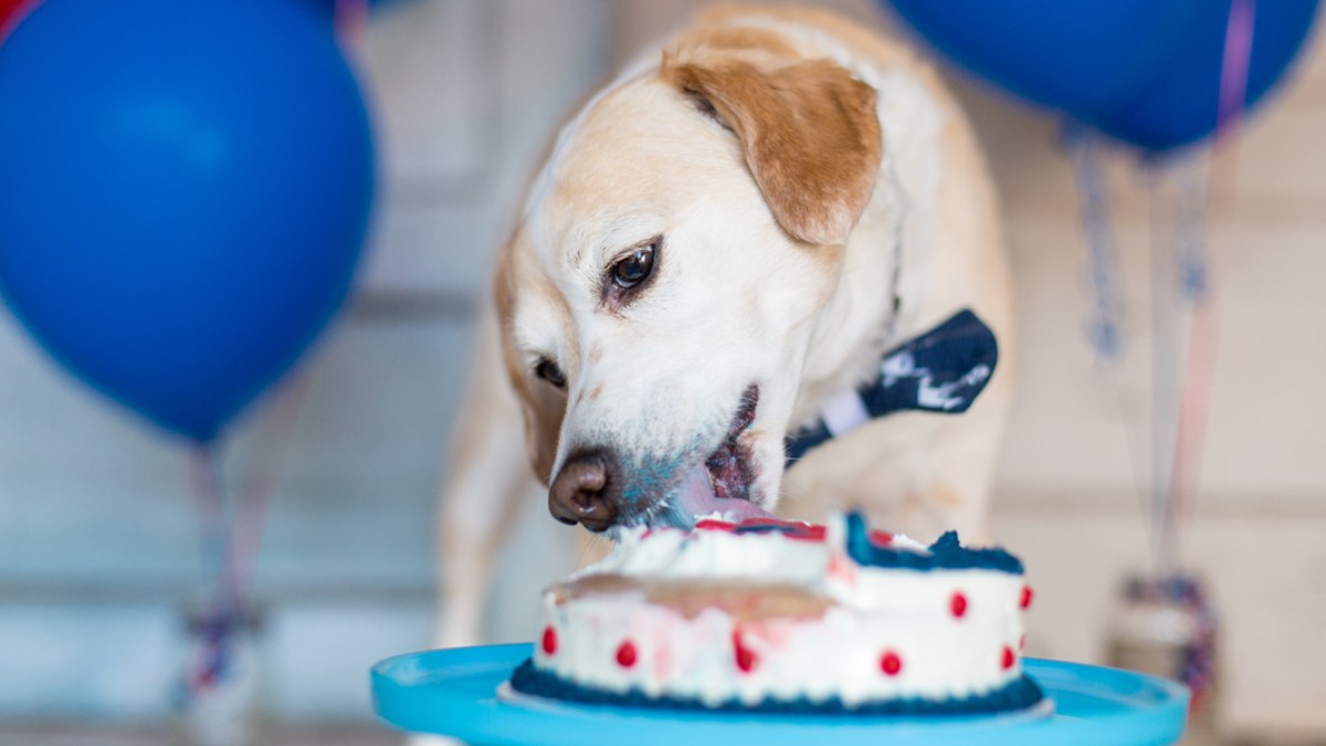 DOG,EATING,CAKE