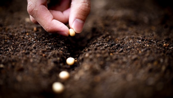 PLANTING SEEDS