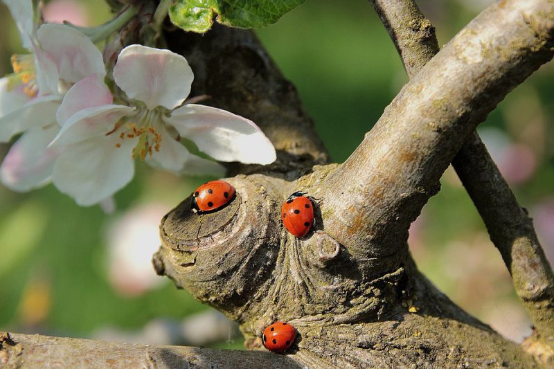 ladybugs-on-apple-tree-pixabay-pd