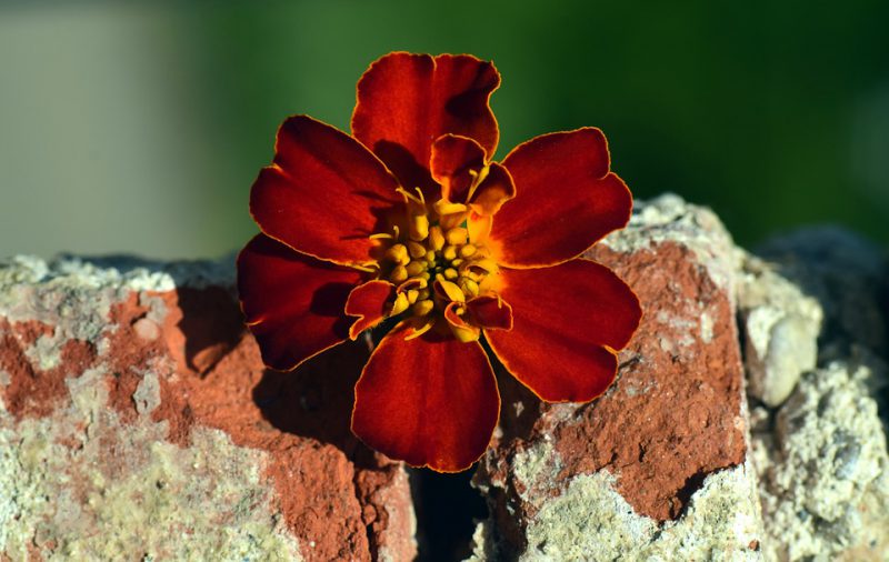 Marigold-stone-wall-pixabay-pd