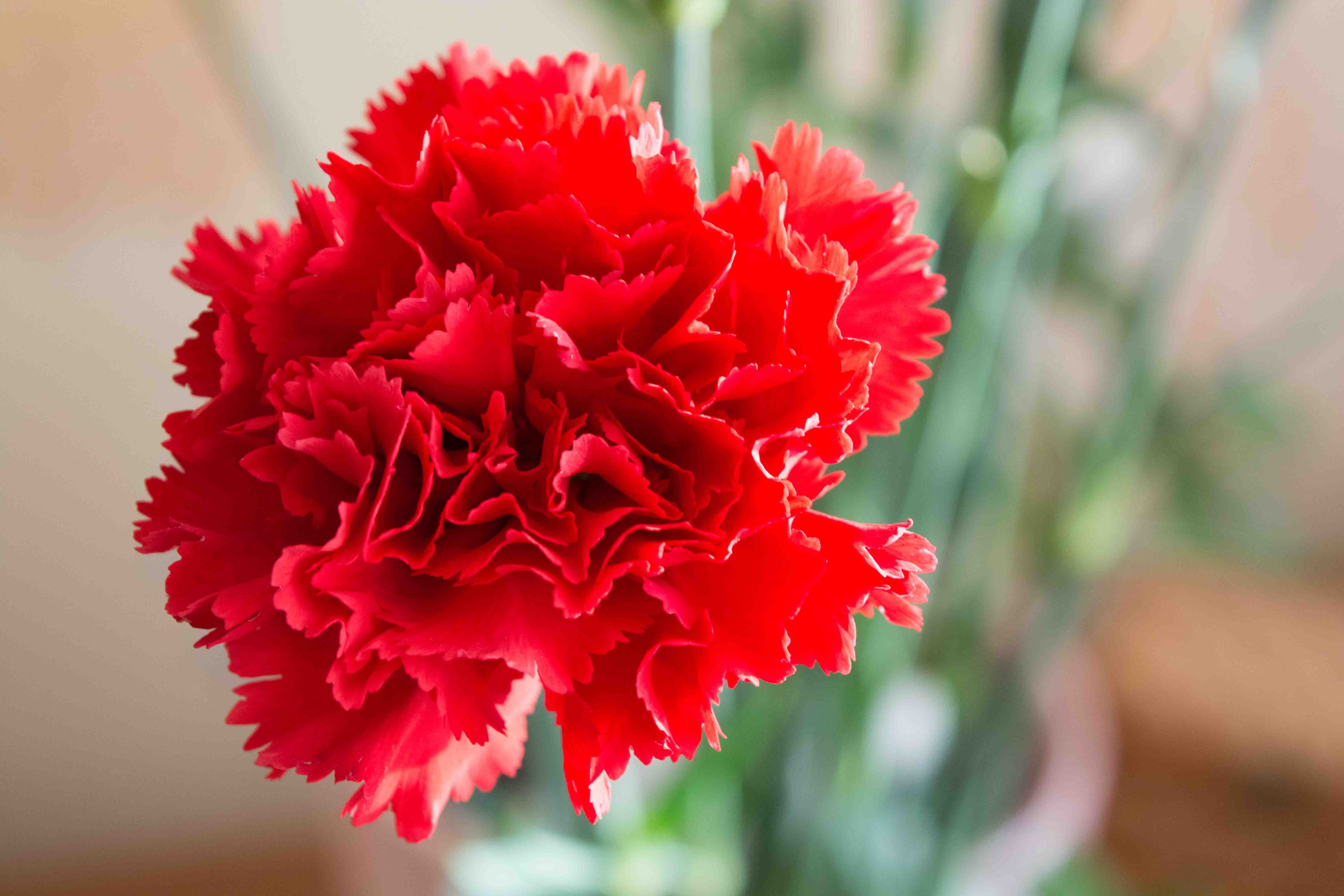 CARNATION