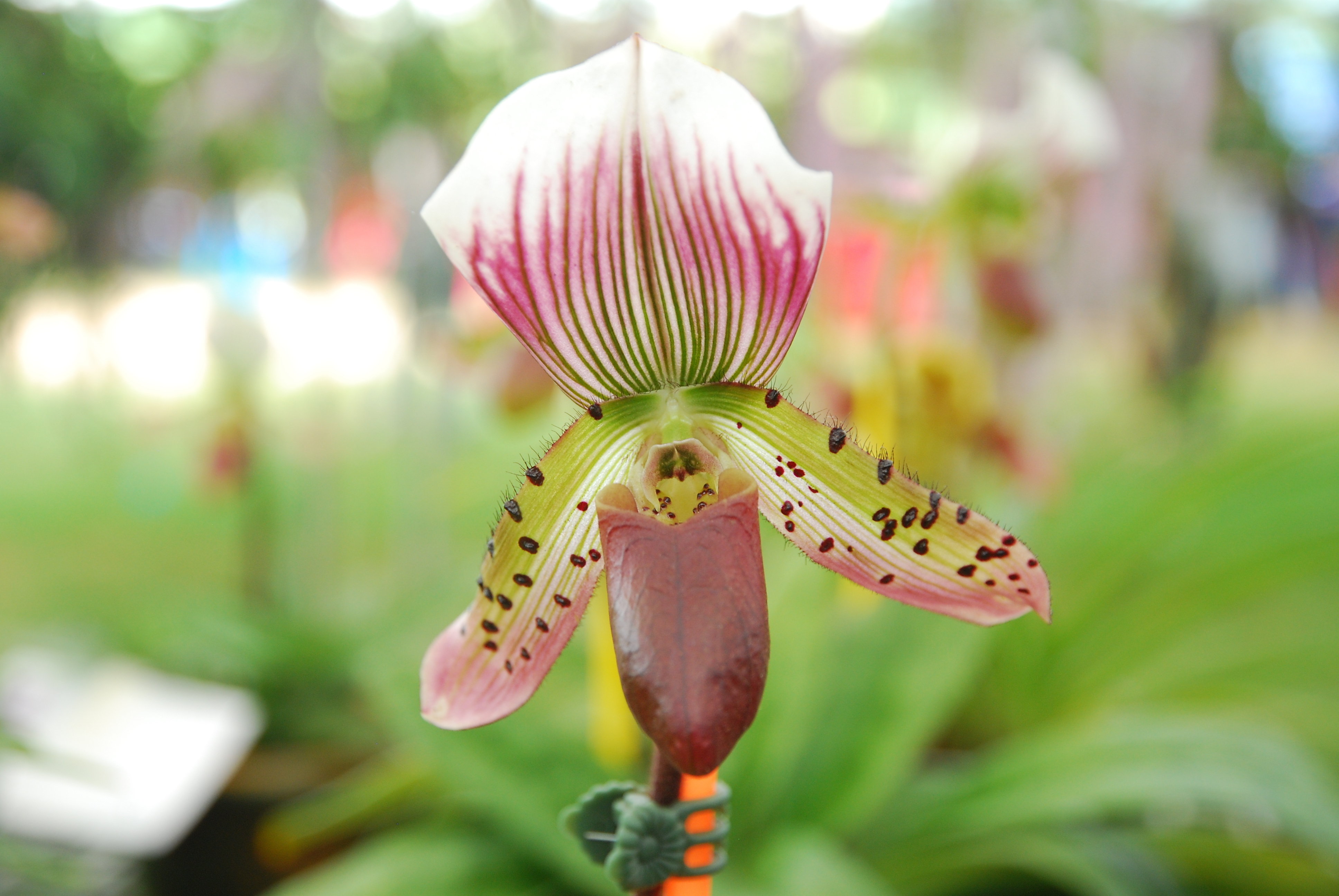 LADY SLIPPER,ORCHID