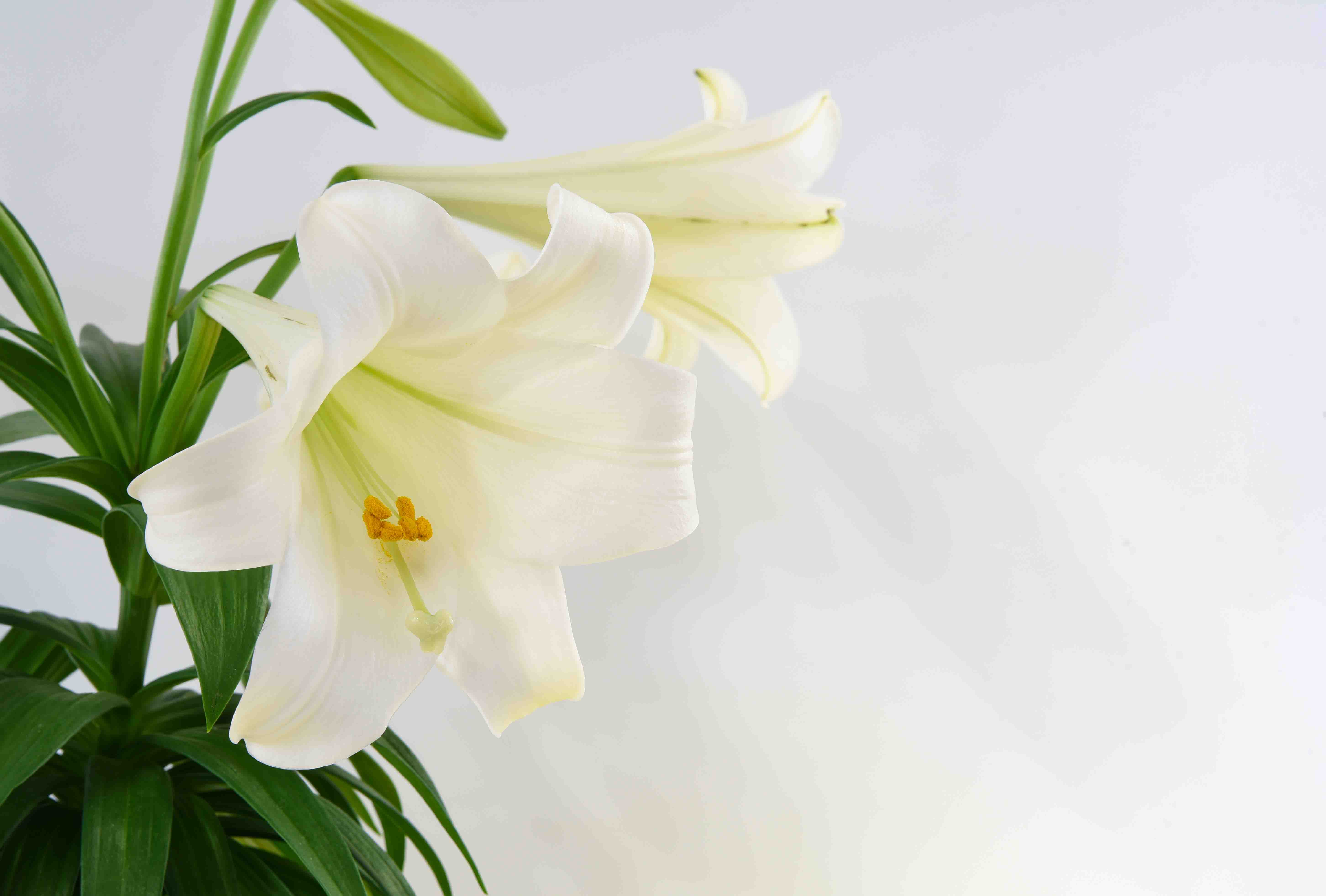WEB LILY LILLY FLOWER PURITY Shutterstock