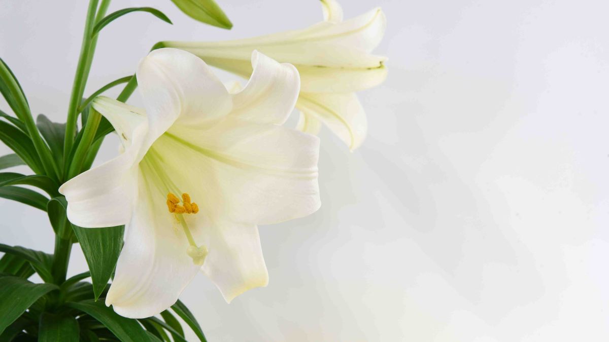 WEB LILY LILLY FLOWER PURITY Shutterstock