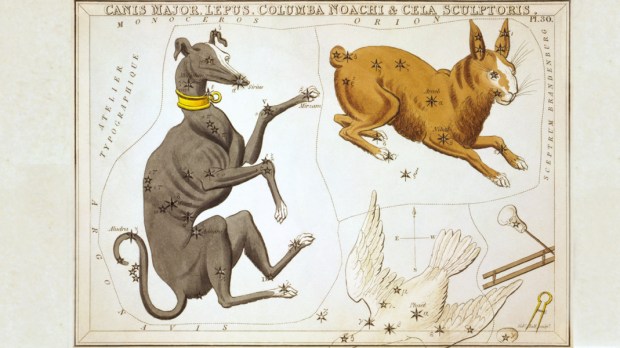 CANIS MAJOR,CONSTELLATION