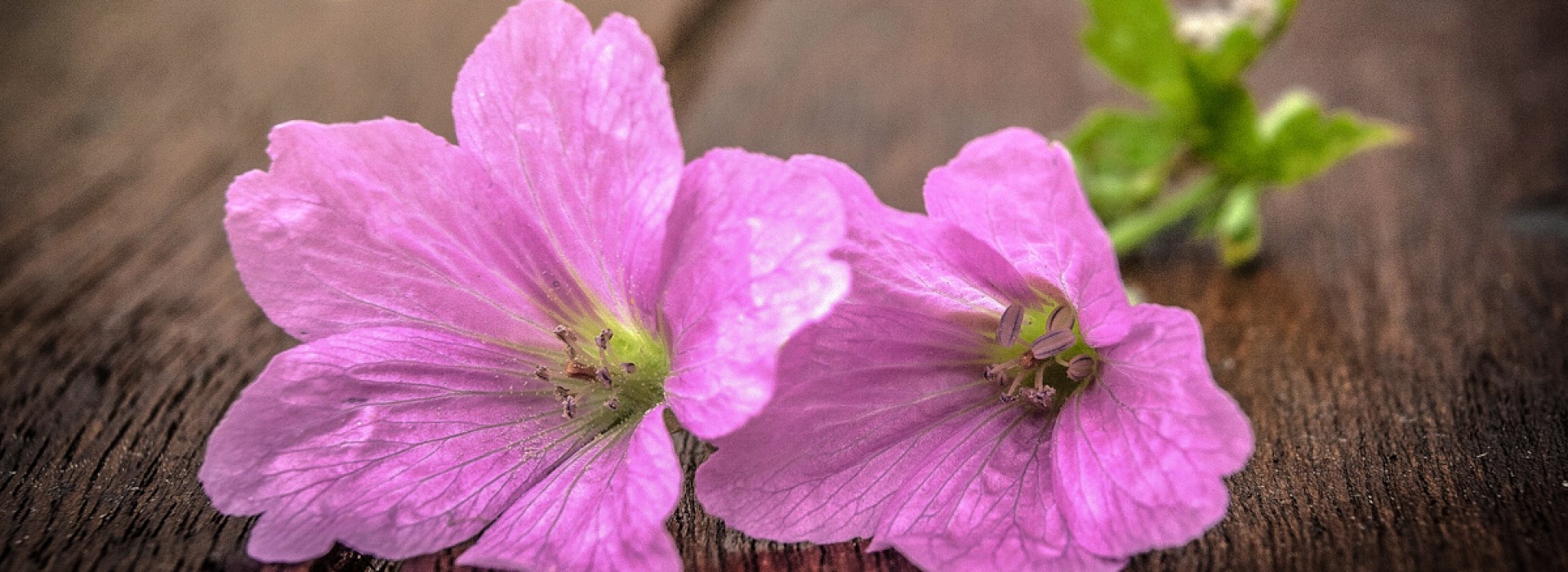 PINK GERANIUMS
