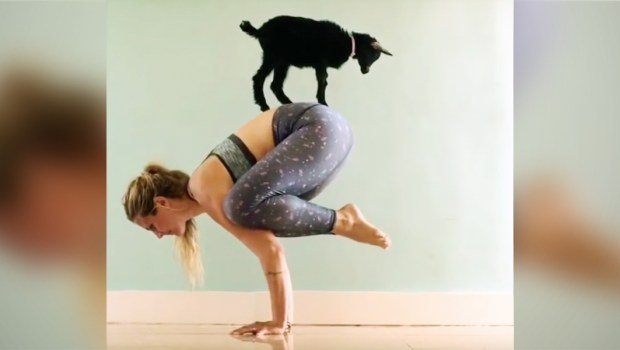 Goat Yoga