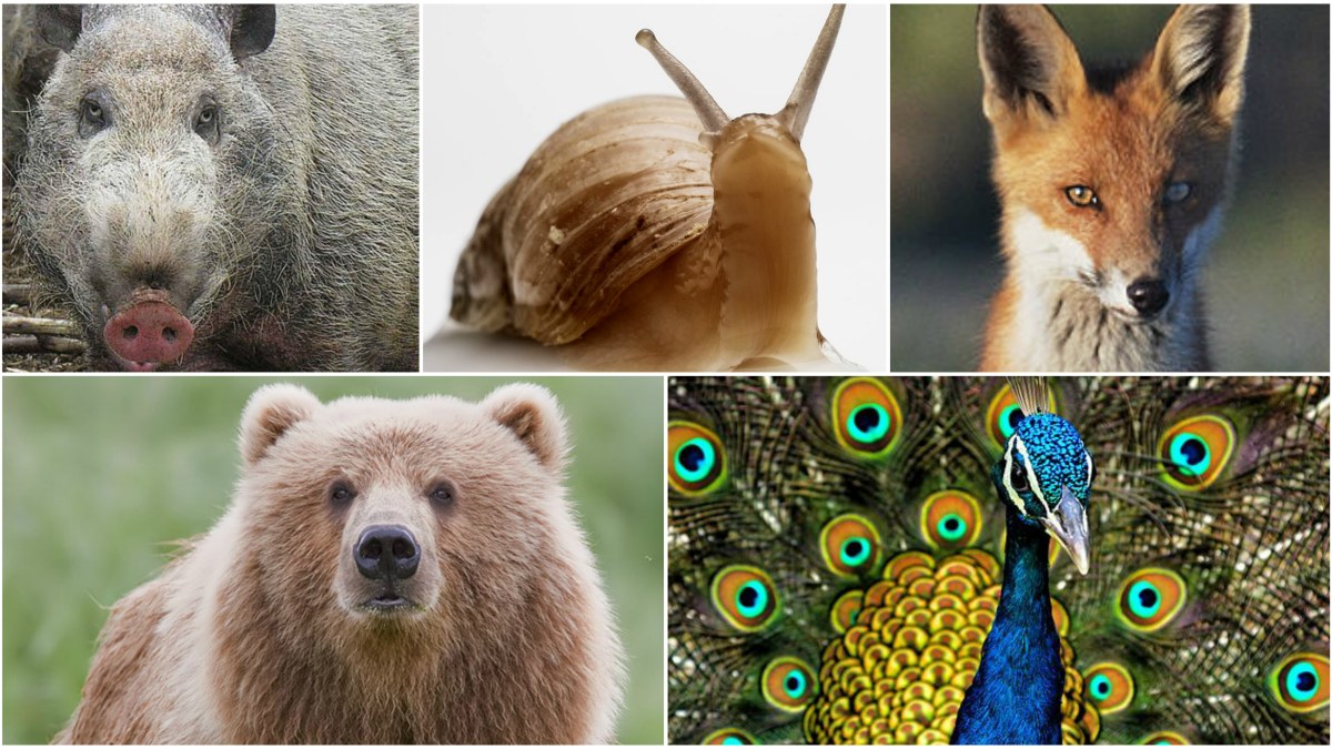 animals