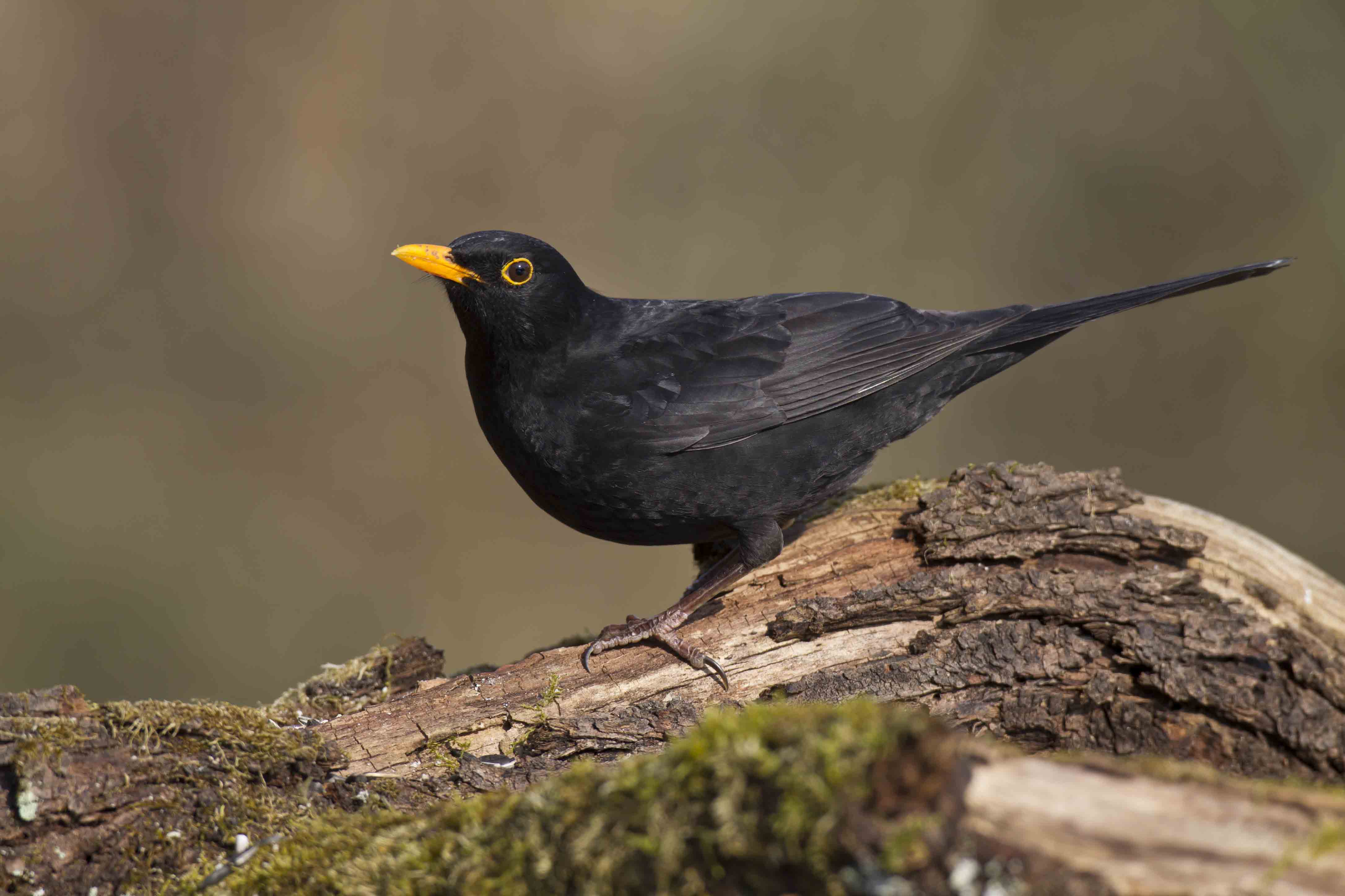 BLACKBIRD,CHRISTIAN SYMBOLISM