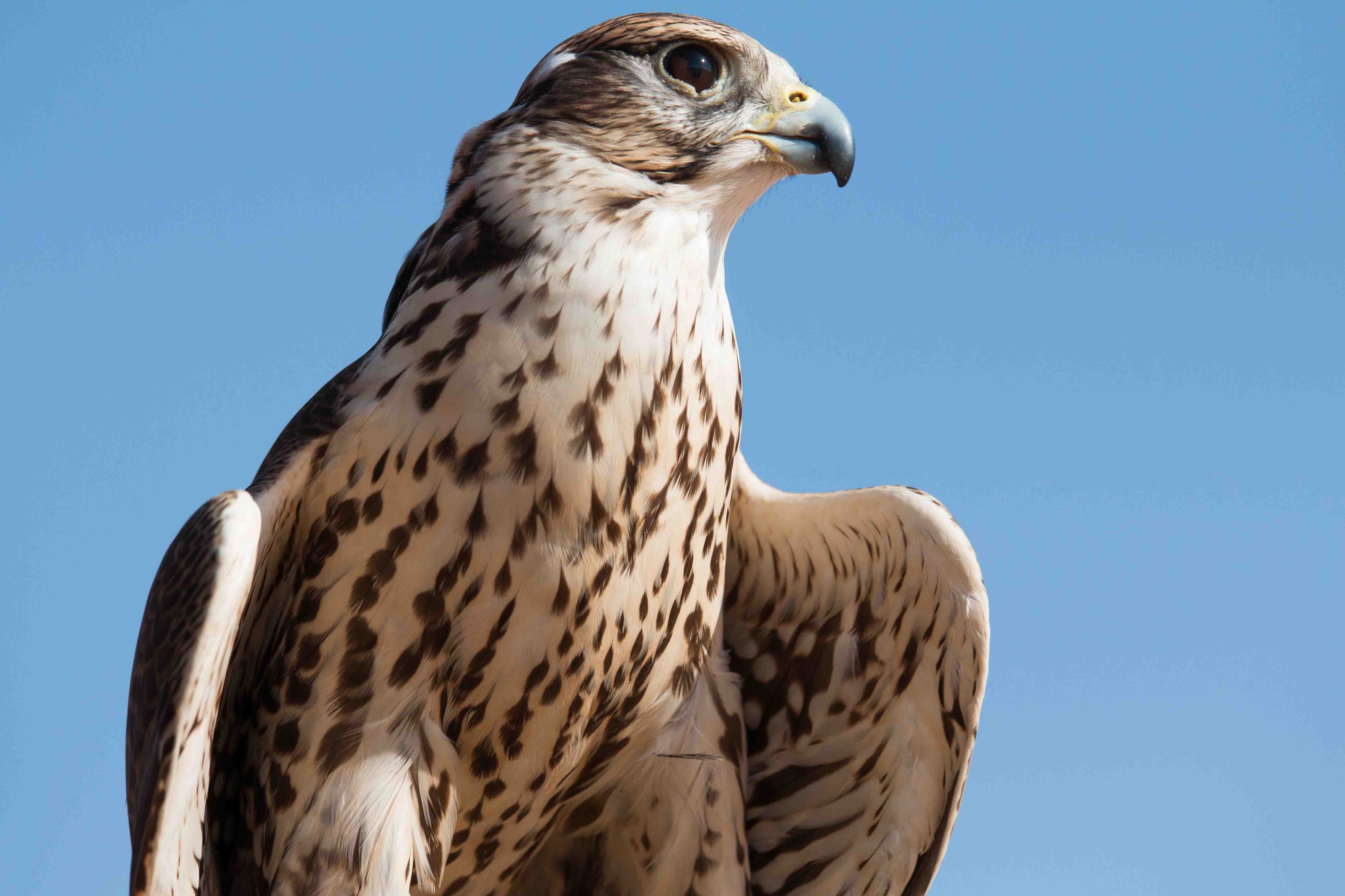 FALCON,CHRISTIAN SYMBOLISM