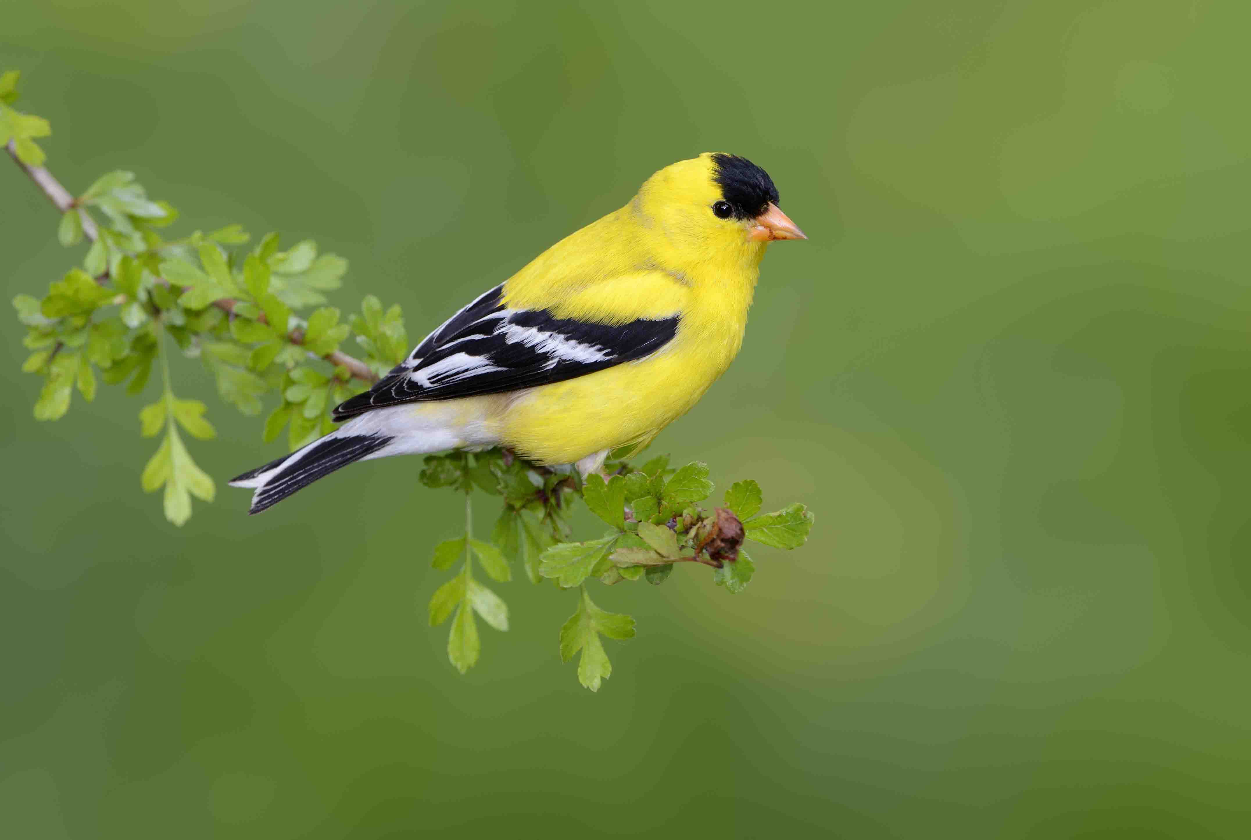 GOLDFINCH,CHRISTIAN SYMBOLISM