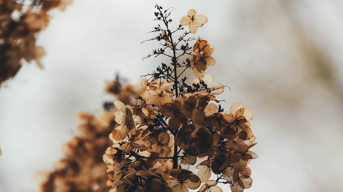 DRY