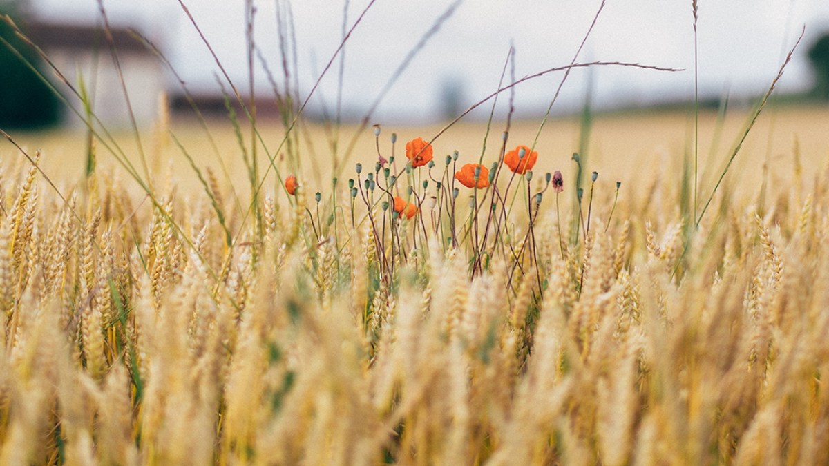 WHEAT