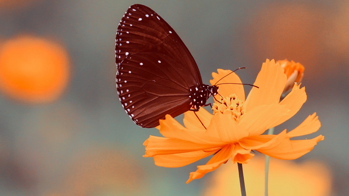 BUTTERFLY