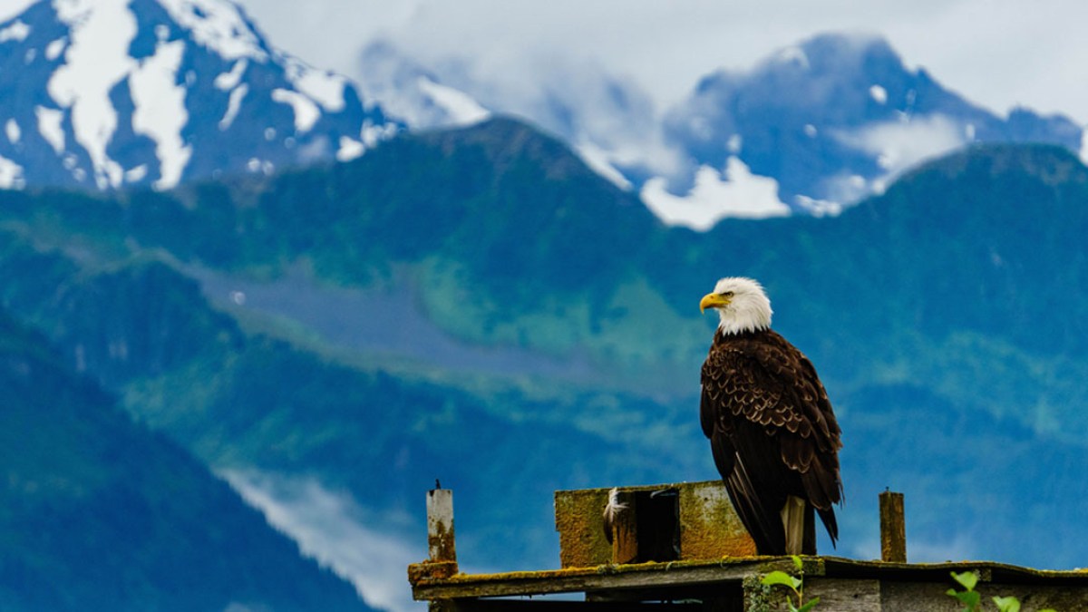 BALD EAGLE,MOUNTAINS