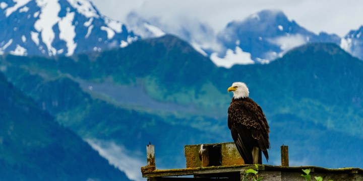 BALD EAGLE,MOUNTAINS