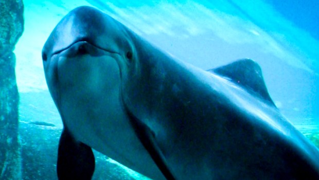 PORPOISE