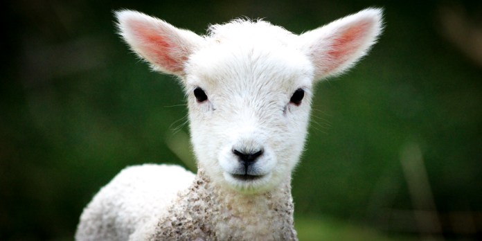 Symbolism of Lamb --Aleteia