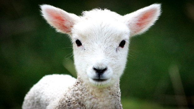 Symbolism of Lamb --Aleteia